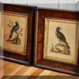 A11. Antique bird prints with burlwood frames. 